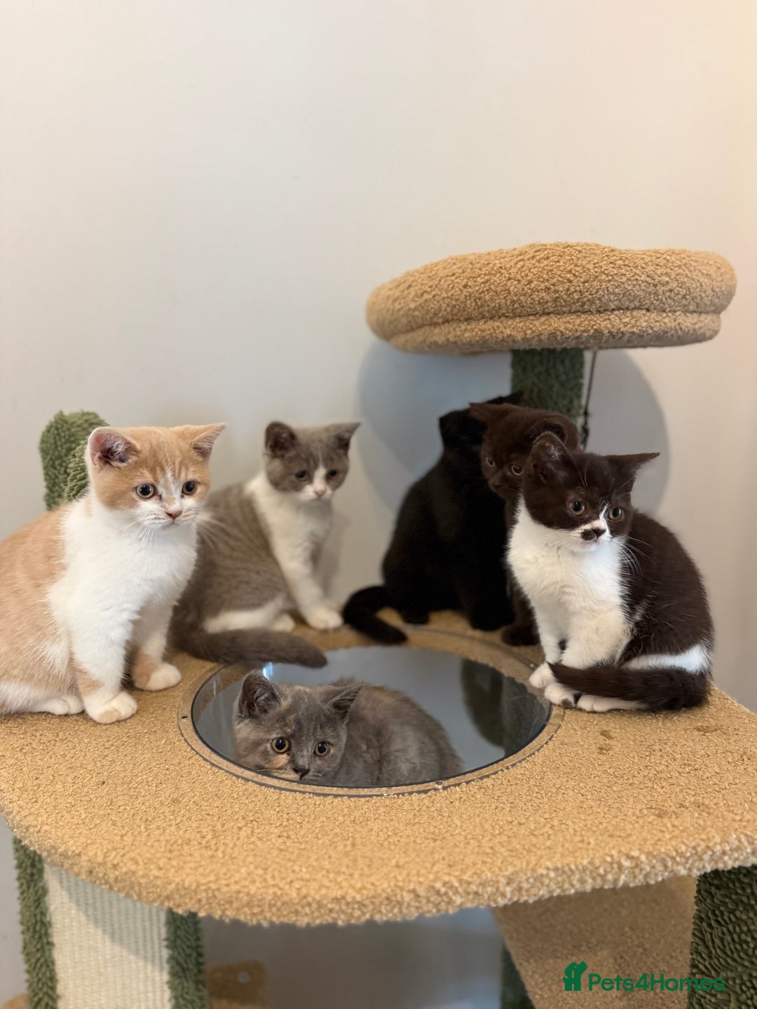 British Shorthair cats for sale: Top quality GCCF reg BSH grand champion lines - Image 24