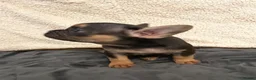 French Bulldog dogs for sale: Two beautiful chunky French bulldogs  - Advert 3