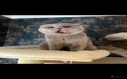 Scottish Fold cats for sale: Scottish fold’s - Advert 6
