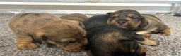 Mixed Breed dogs for sale: Miniature schnoxie/schnauzund puppy’s  - Advert 14