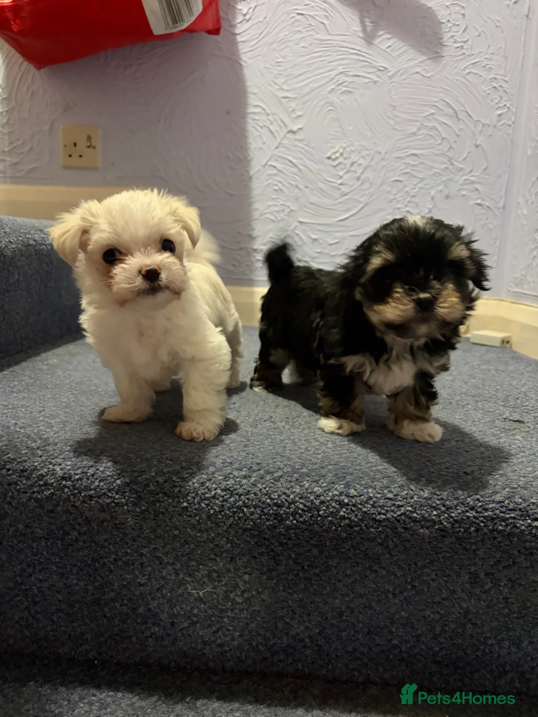 Morkie dogs for sale: 2 lovely Morkie male puppies in Brighton - Advert 1