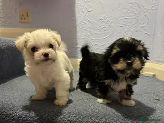 Morkie dogs 2 lovely Morkie male puppies - Advert 2