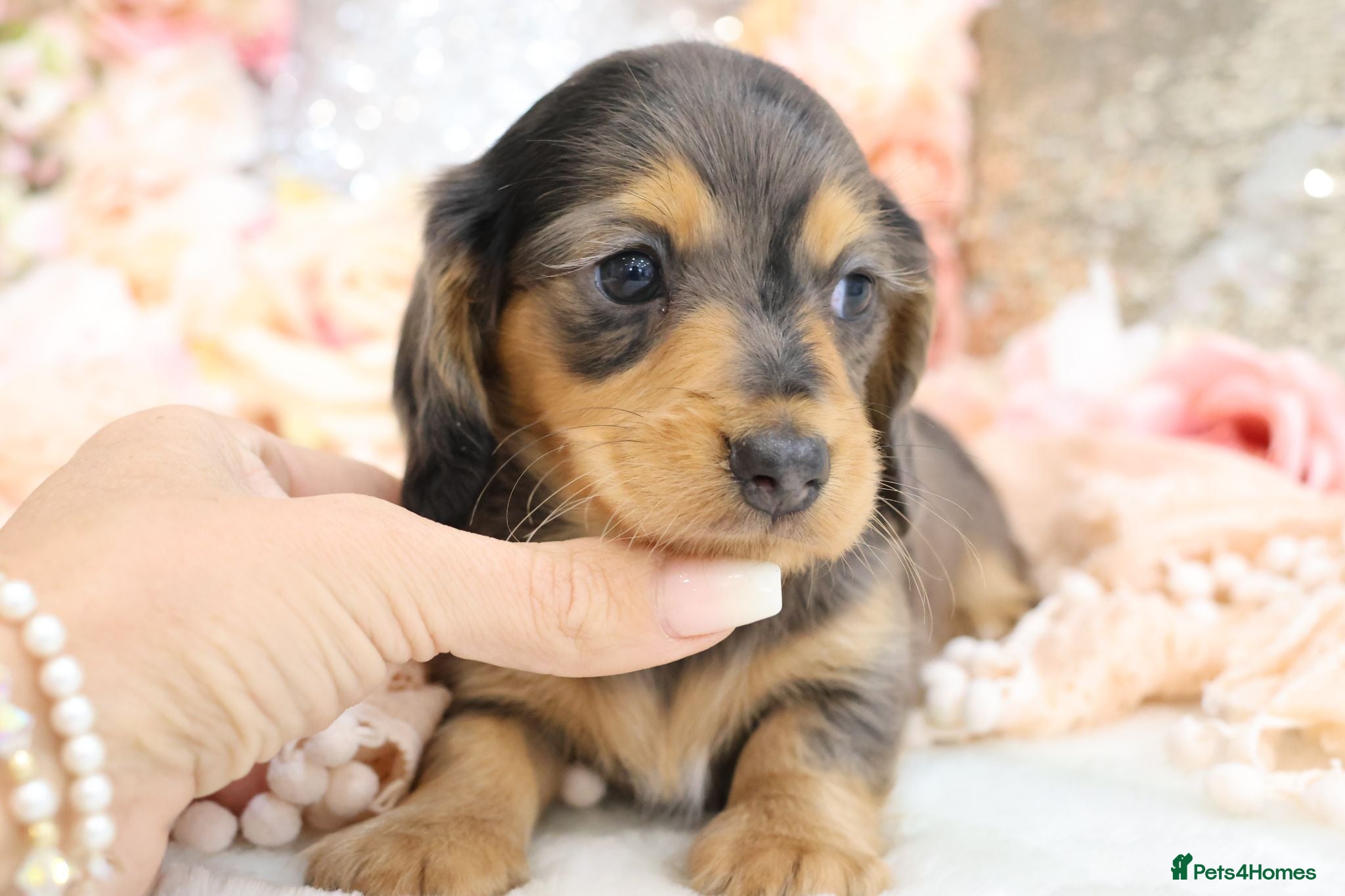 Miniature Dachshund dogs KC Longhair Miniature Dachshund Puppies - Advert 8