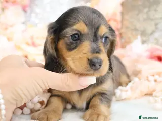 Miniature Dachshund dogs KC Longhair Miniature Dachshund Puppies - Advert 8