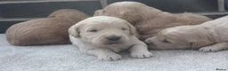 Mini Goldendoodle dogs for sale: Beautiful F1 Goldendoodles - Advert 11