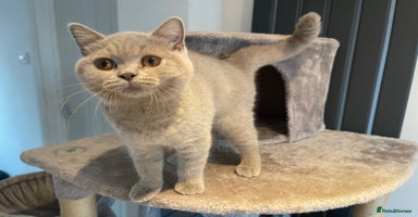 British Shorthair cats - Advert 8