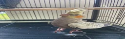 Cockatiels birds for sale: Cockatiels lutino mix and pied 12 weeks old - Advert 6