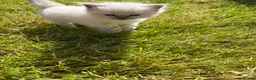 Ragdoll cats for sale: GCCF Registered Pedigree Ragdoll Kittens in Bristol - Advert 7