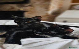 British Shorthair cats for sale: Kittens ready for their forever homes 💕 - Image 6
