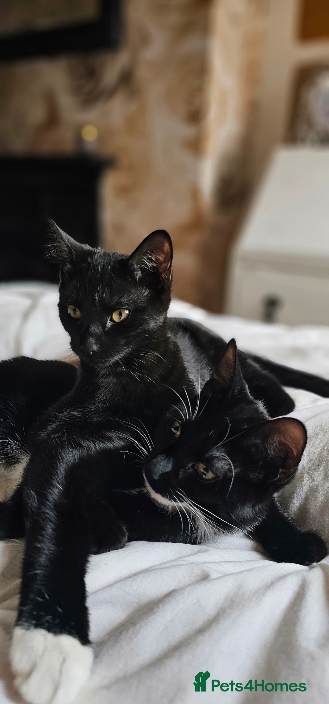 British Shorthair cats for sale: Kittens ready for their forever homes 💕 - Image 6