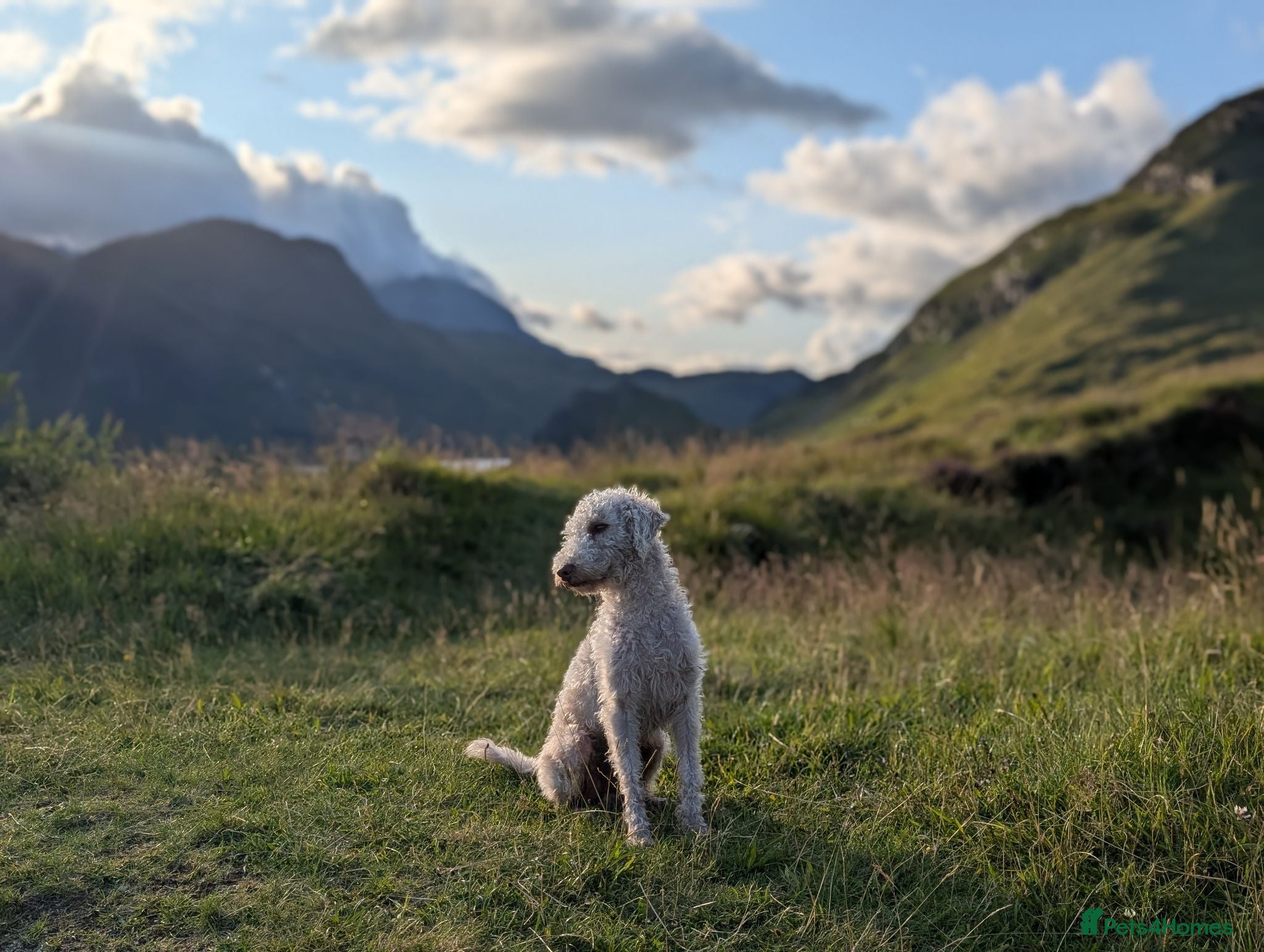 Bedlington Terrier dogs 2 year old bedlington terrier for stud - Advert 1