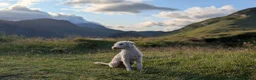 Bedlington Terrier dogs for stud: 2 year old bedlington terrier for stud - Advert 1