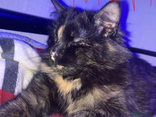 Brazilian Shorthair cats 4 fluffy kittens - Advert 16