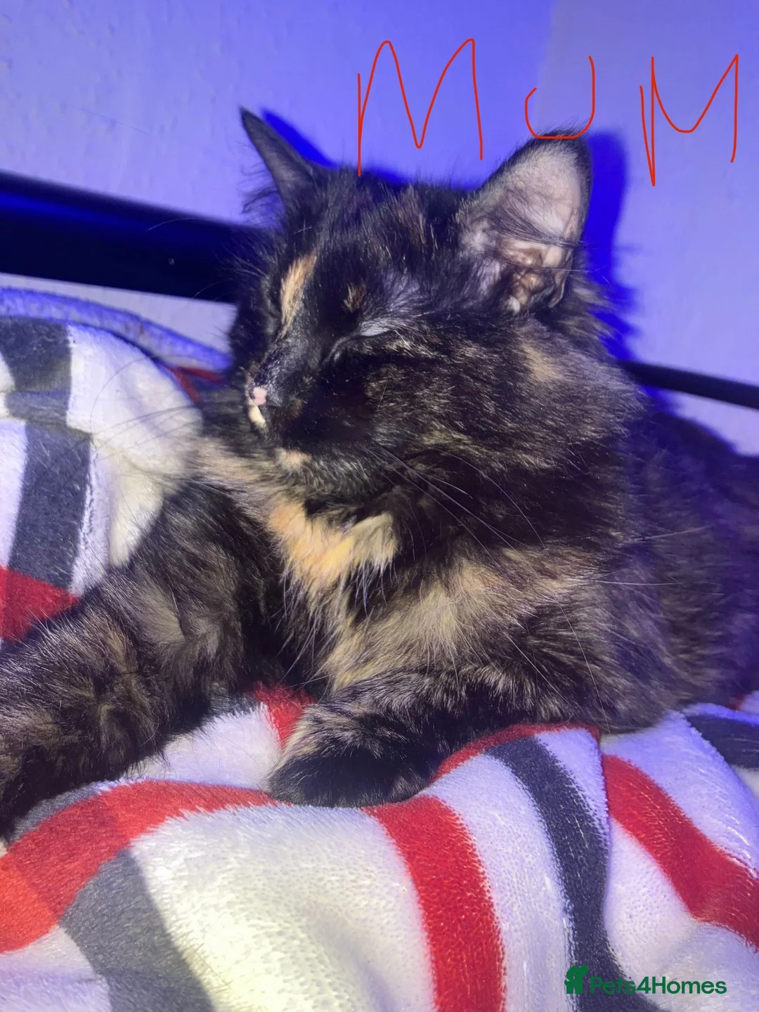 Brazilian Shorthair cats for sale: 4 fluffy kittens  - Advert 1