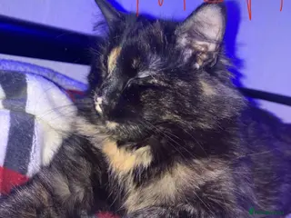 Brazilian Shorthair cats 4 fluffy kittens - Advert 2