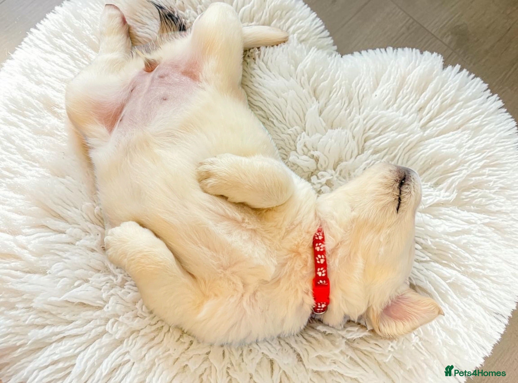 Golden Retriever dogs Available now 🎀  ~  DNA tested ~ Champion Lines  - Advert 2