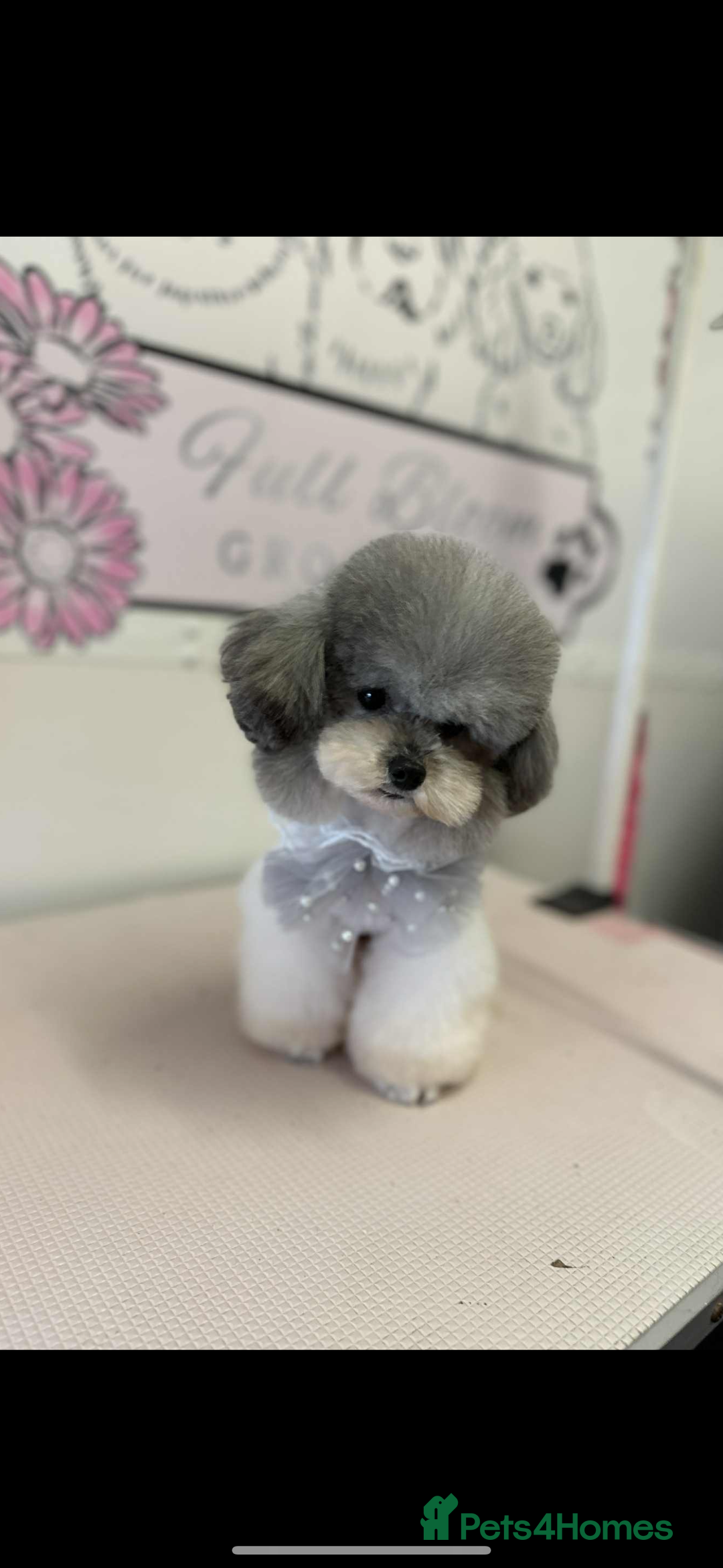 Toy Poodle dogs for sale: Toy poodle x Asian import  - Image 5