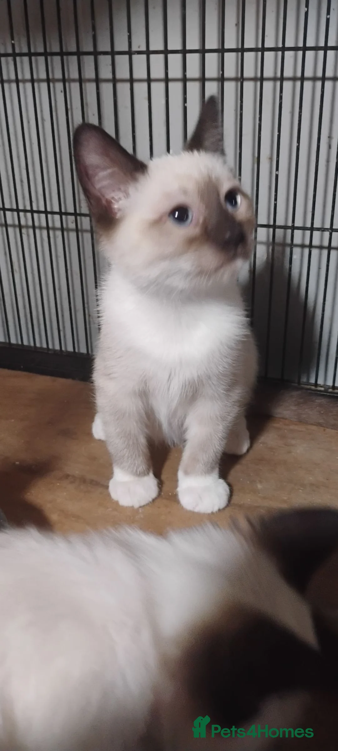 Ragdoll cats for sale: Ragdoll x Siamese kittens - Advert 2
