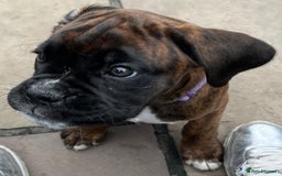 Boxer dogs for sale: READY TO GO - Chunky KC registered Boxer pups - Image 15
