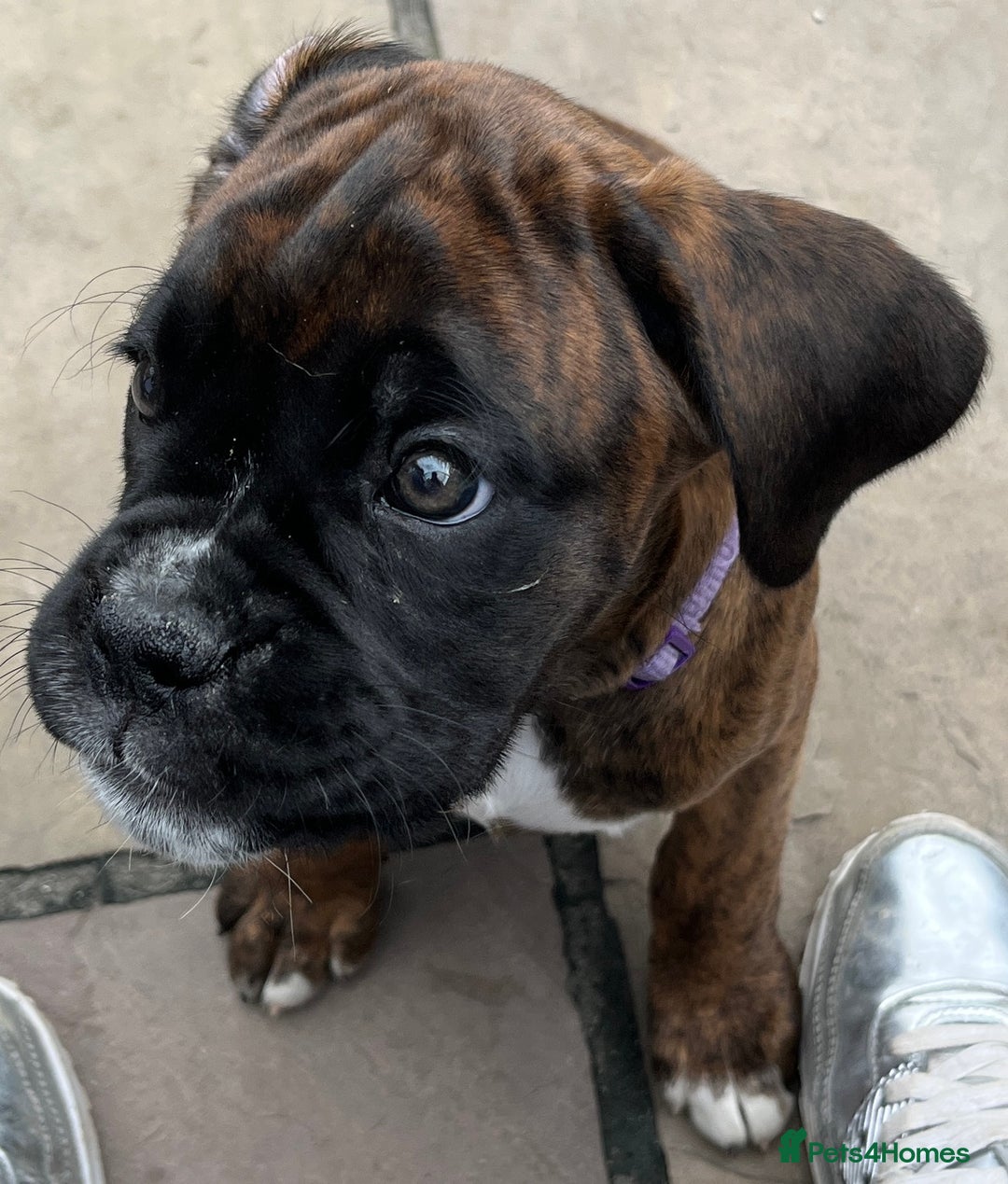 Boxer dogs for sale: READY TO GO - Chunky KC registered Boxer pups - Image 15