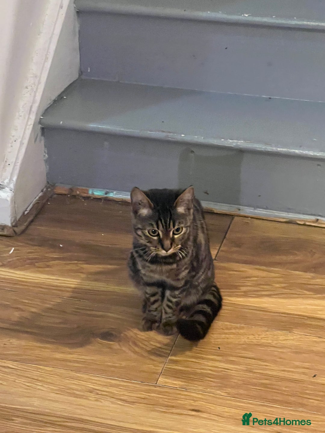 Mixed Breed cats for sale: HALF BENGAL KITTENS FOR SALE - Advert 2