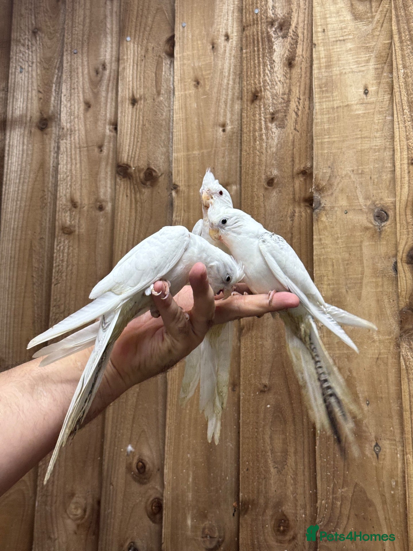 Mixed Breed birds Baby cocktails  - Advert 5