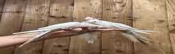 Mixed Breed birds for sale: Baby cocktails  - Advert 1