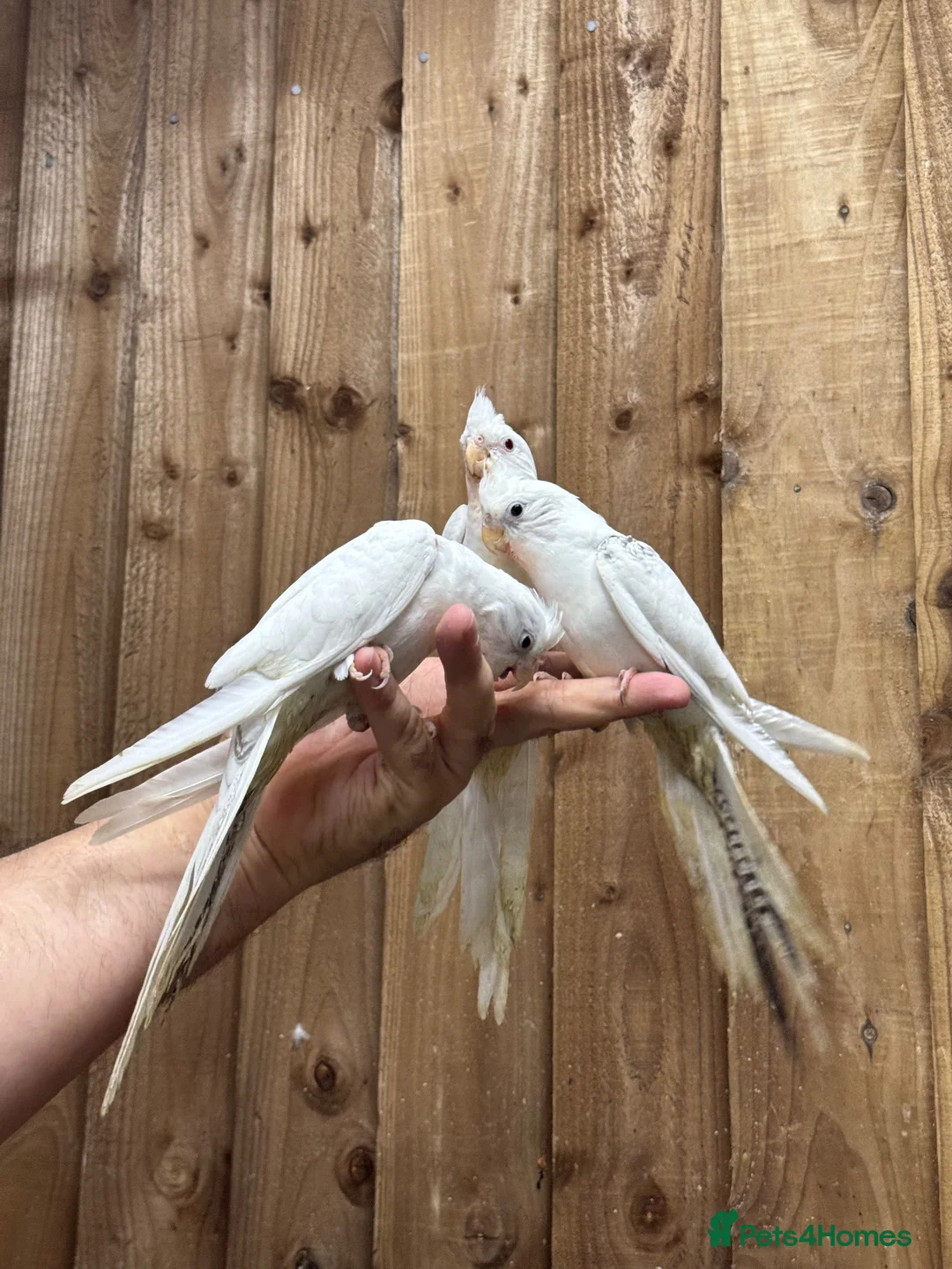 Mixed Breed birds for sale: Baby cocktails  - Advert 1