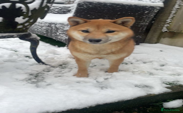 Japanese Shiba Inu dogs - Advert 2