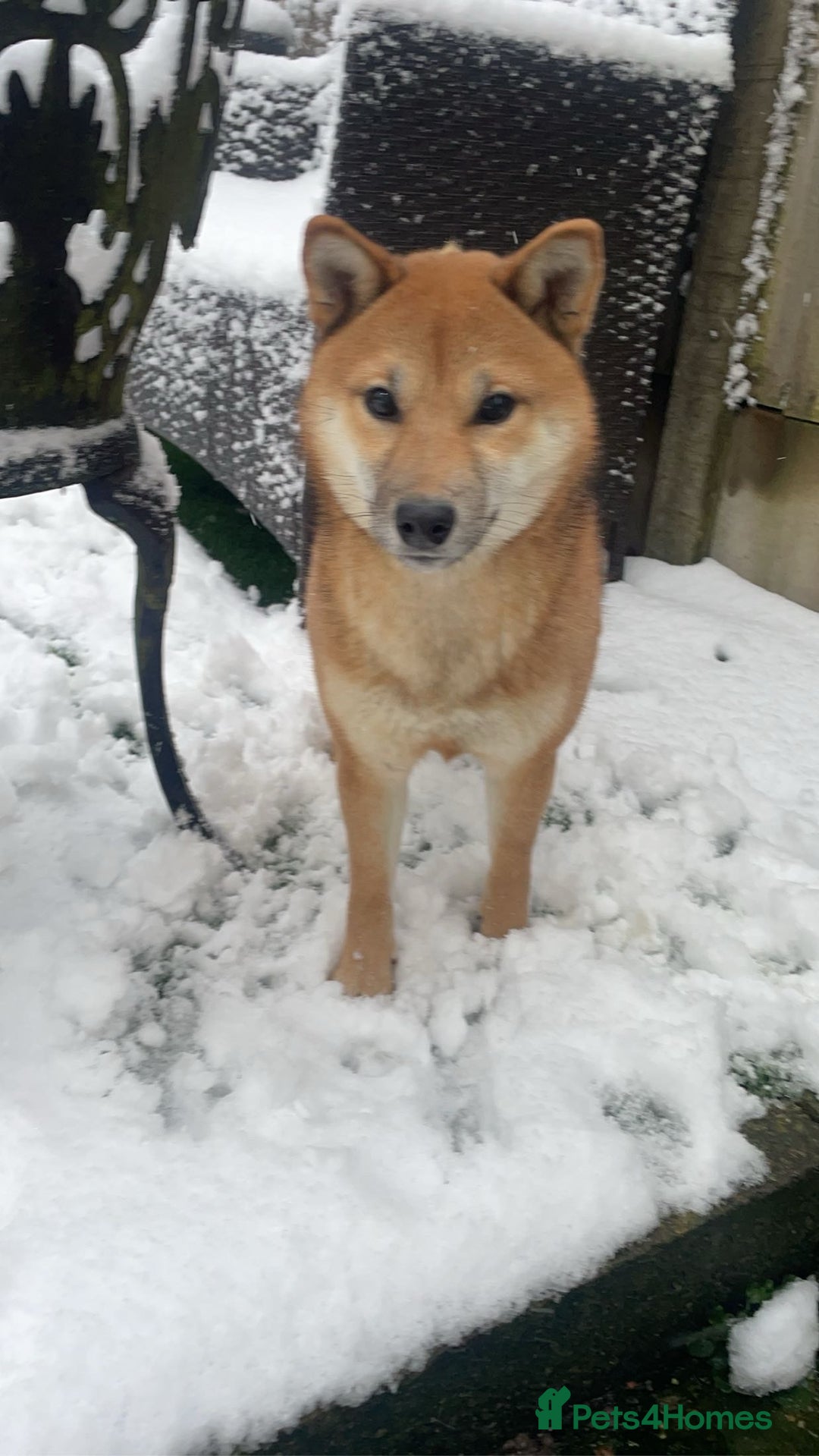 Japanese Shiba Inu dogs for sale: 3yesr old female shiba inu - Image 1