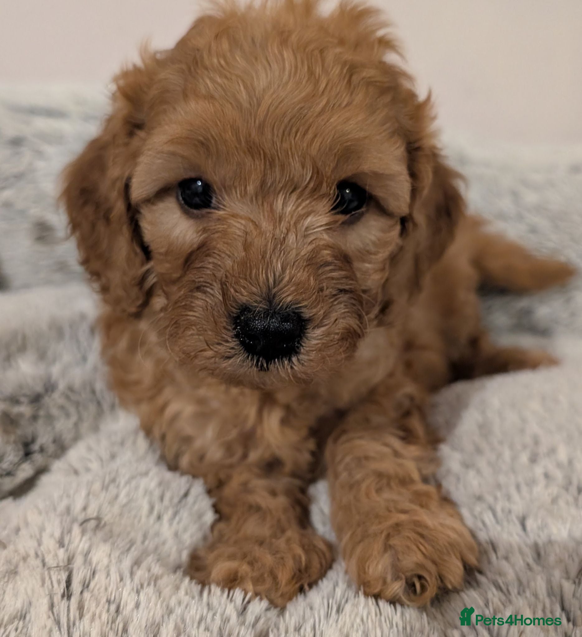 Cavapoo dogs Stunning extensively health tested Cavapoos - Advert 1