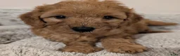 Cavapoo dogs for sale: Premium F1B Cavapoos (Puppy Culture/ENS) - Advert 22