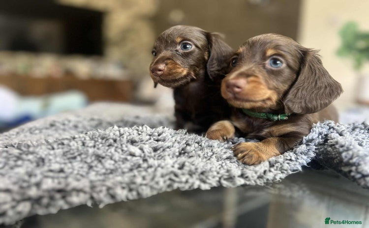 Miniature Dachshund dogs - Advert 1