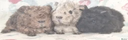 Guinea Pig rodents for sale: MEADOW SIDE CAVIES BABY GUINEA PIGS HEREFORDSHIRE  - Advert 23