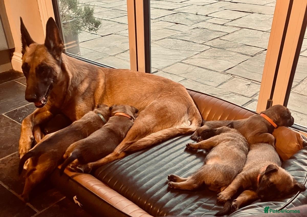 Belgian Shepherd Dog dogs Belgian Malinois Puppies – £1200 – Reigate, Surrey - Advert 2