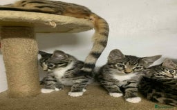 Bengal cats for sale: BEAUTIFUL HALF BENGAL KITTENS - Image 29