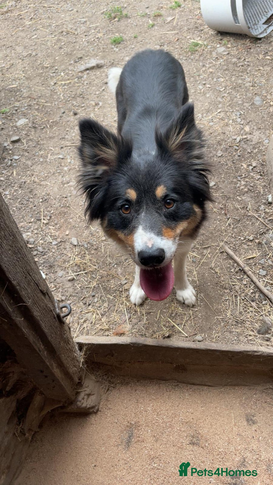 Border Collie dogs for sale: Beautiful collie Bitch - Advert 2