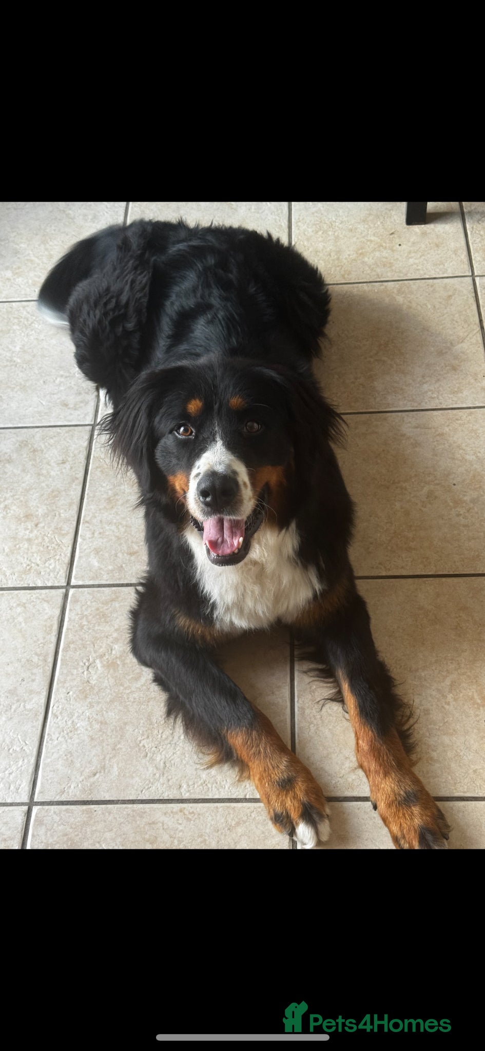 Bernese Mountain Dog dogs Berneese mountain dog  - Advert 5