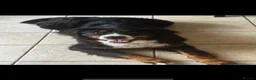 Bernese Mountain Dog dogs for sale: Berneese mountain dog  - Advert 1