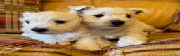 West Highland Terrier dogs for sale: Cute & Bouncy Westie Babes  - Advert 6