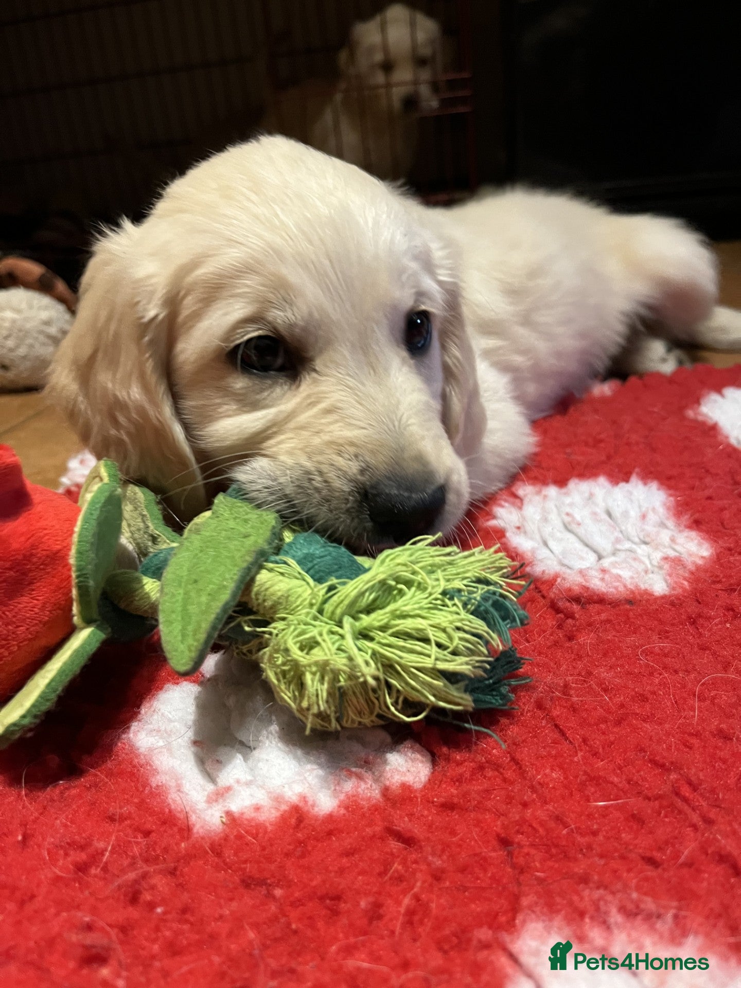 Golden Retriever dogs Gentle and Gorgeous Golden Retriever Puppies!  - Advert 6