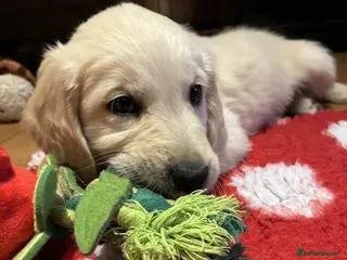 Golden Retriever dogs Gentle and Gorgeous Golden Retriever Puppies! - Advert 6