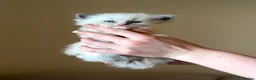Ragdoll cats for sale: Exceptional Quality Ragdoll Kittens  - Advert 18