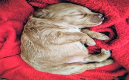 Cockapoo dogs for sale: Beautiful f1b cockerpoos  - Image 7