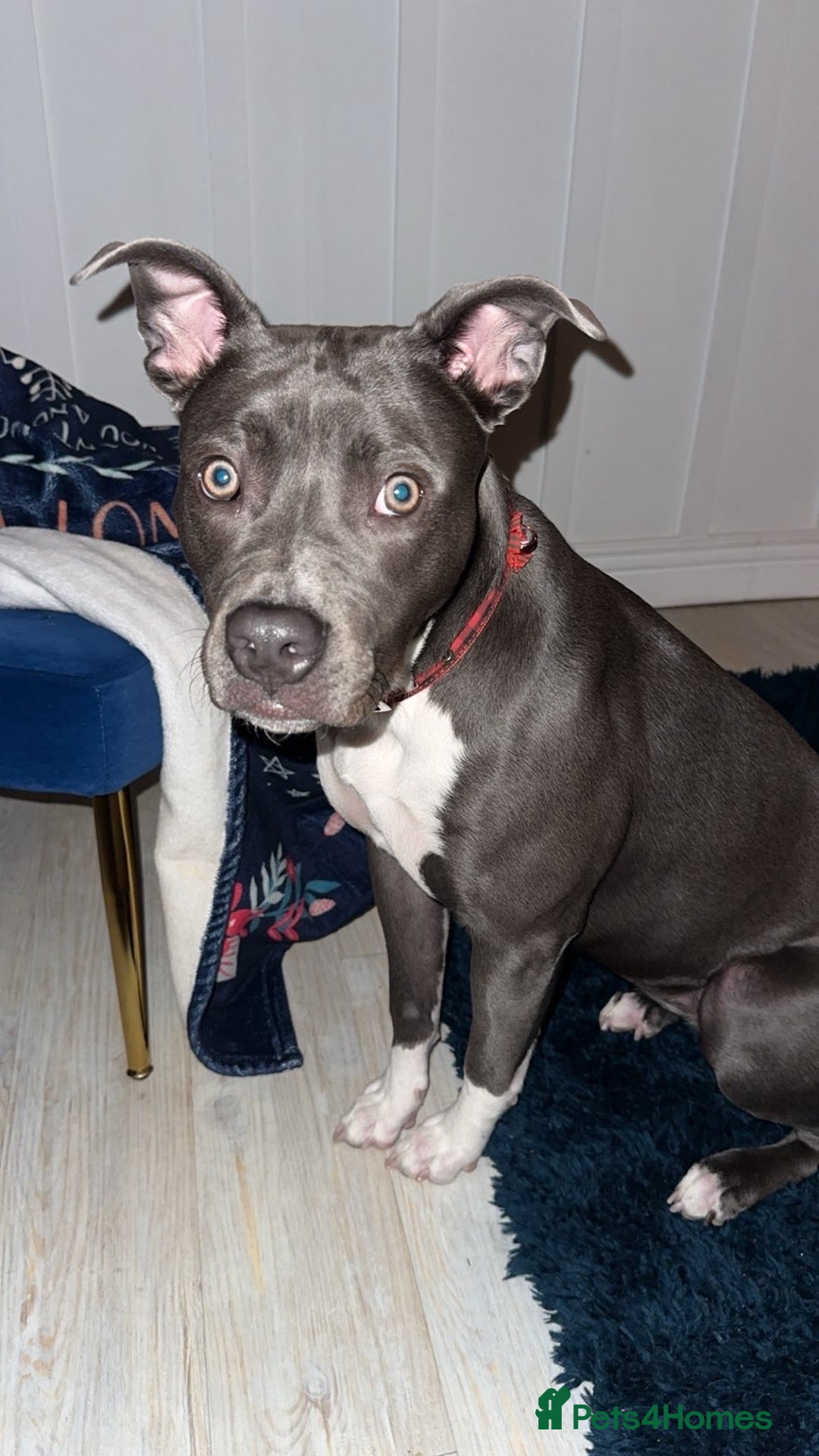 Mixed Breed dogs for sale: Female  - Advert 2