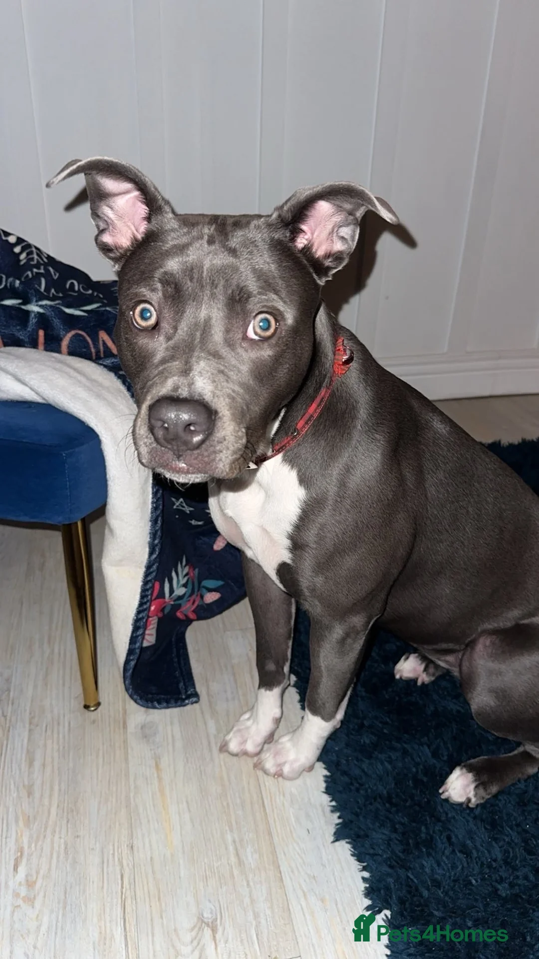 Mixed Breed dogs for sale: Female  - Advert 2