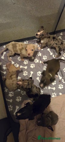 Mixed Breed dogs Puppies - Advert 1