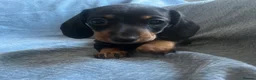 Miniature Dachshund dogs for sale: Gorgeous kaninchen/miniature puppies - Advert 13
