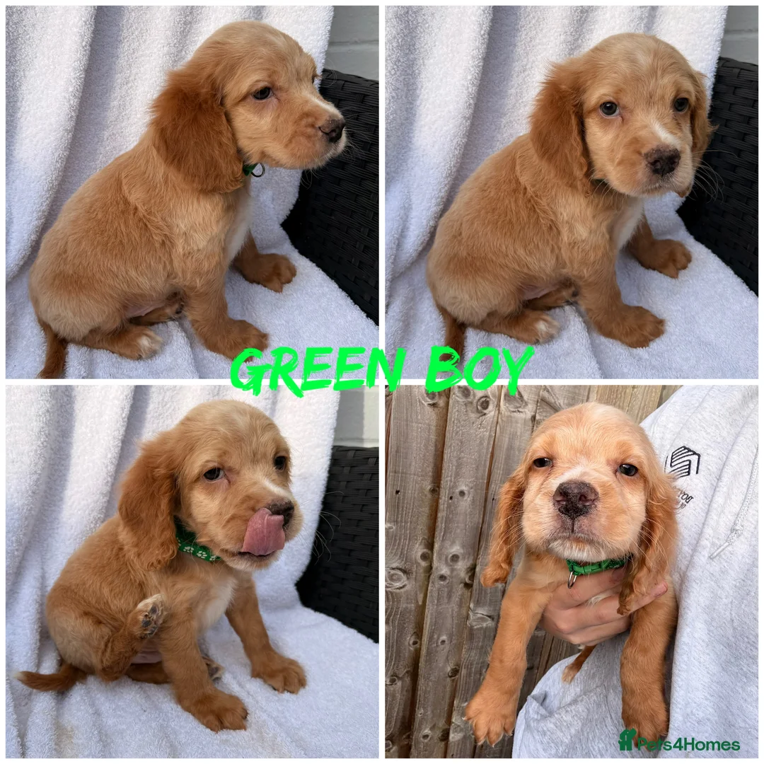 Cocker Spaniel dogs for sale: ⭐️READY TO LEAVE 05/02/26⭐️ - Advert 8