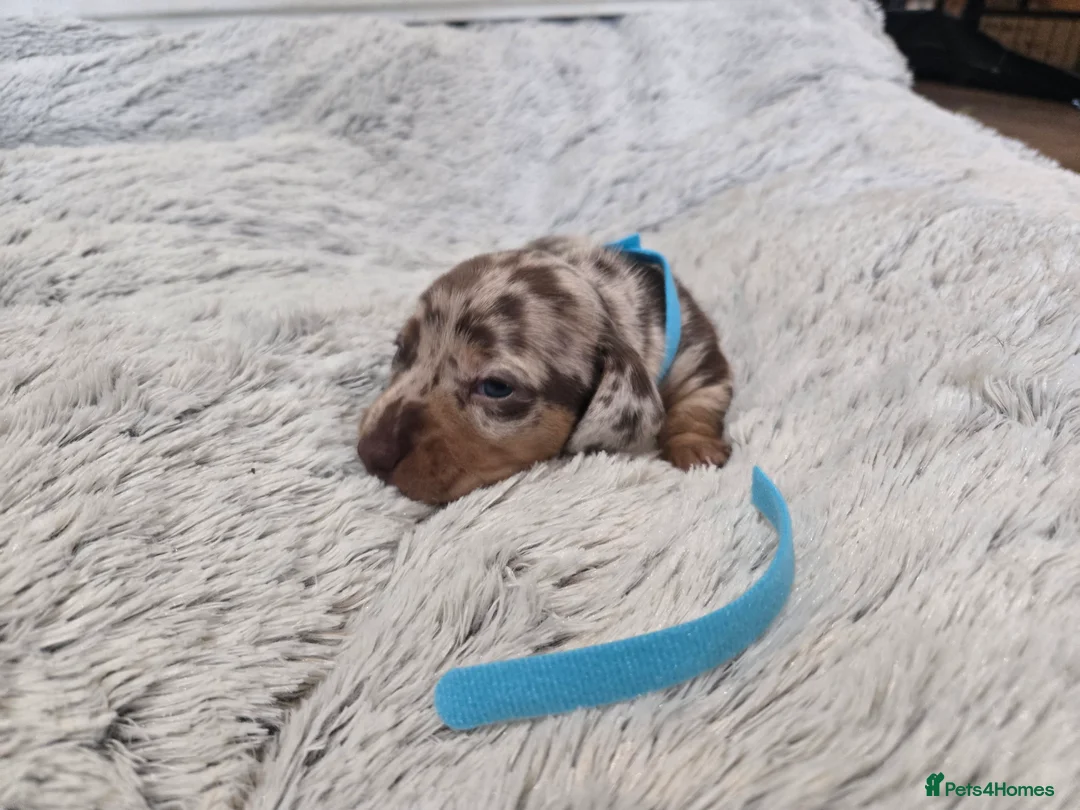 Miniature Dachshund dogs for sale: Miniature Dachshund Puppies (smooth haired) - Advert 12